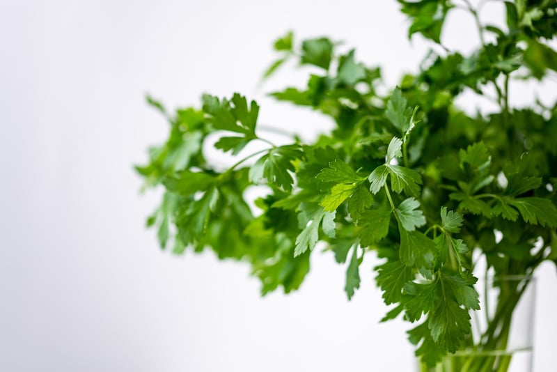 Herb Garden Tips