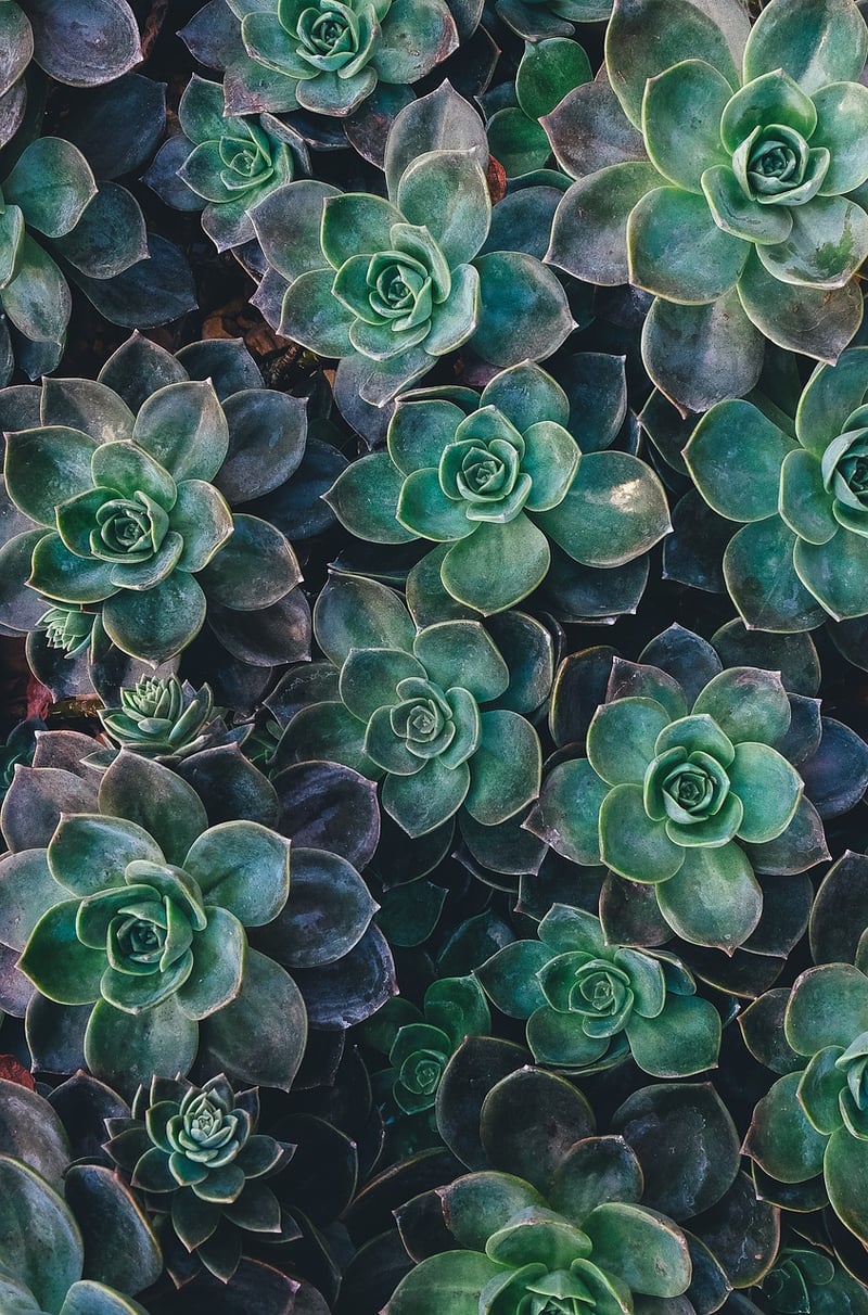 Succulent Care