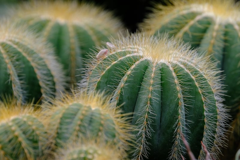 Indoor Succulent Plant